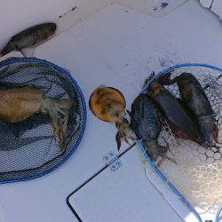 フィッシングボートACE(エース) 釣果