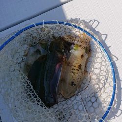 フィッシングボートACE(エース) 釣果