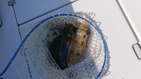 フィッシングボートACE(エース) 釣果