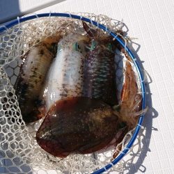 フィッシングボートACE(エース) 釣果