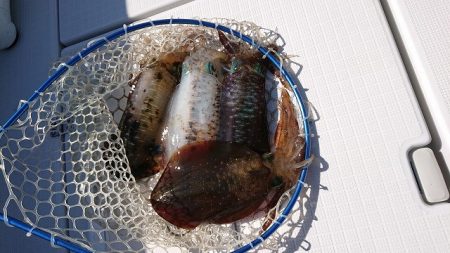 フィッシングボートACE(エース) 釣果