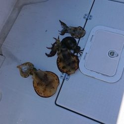 フィッシングボートACE(エース) 釣果