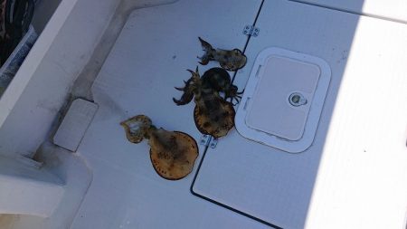 フィッシングボートACE(エース) 釣果