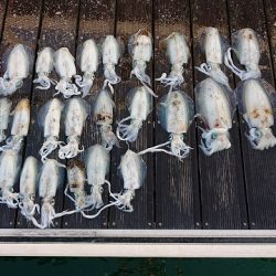 フィッシングボートACE(エース) 釣果