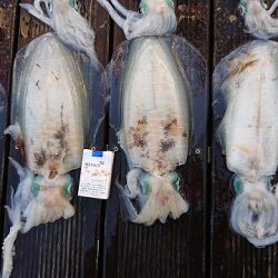 フィッシングボートACE(エース) 釣果