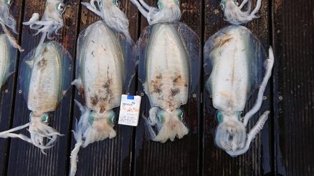 フィッシングボートACE(エース) 釣果