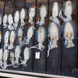 フィッシングボートACE(エース) 釣果