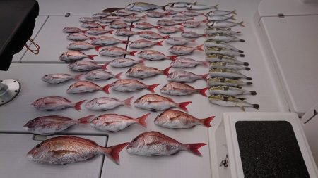 フィッシングボートACE（エース） 釣果