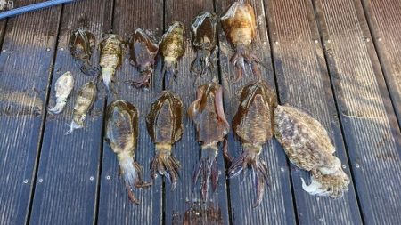 フィッシングボートACE（エース） 釣果