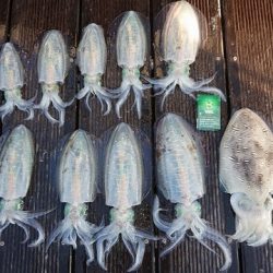 フィッシングボートACE(エース) 釣果