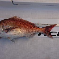 フィッシングボートACE（エース） 釣果