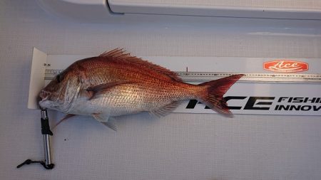 フィッシングボートACE（エース） 釣果