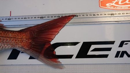 フィッシングボートACE（エース） 釣果