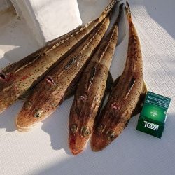 フィッシングボートACE（エース） 釣果