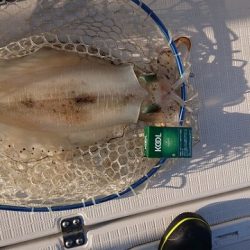 フィッシングボートACE(エース) 釣果