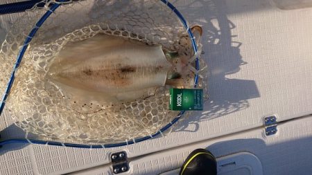 フィッシングボートACE(エース) 釣果