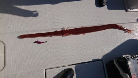 フィッシングボートACE(エース) 釣果