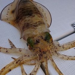 フィッシングボートACE(エース) 釣果