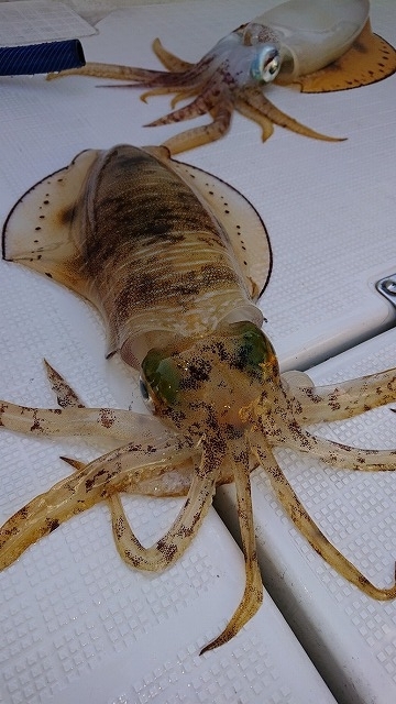 フィッシングボートACE(エース) 釣果