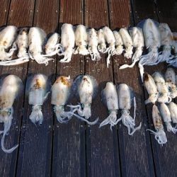 フィッシングボートACE(エース) 釣果