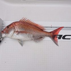 フィッシングボートACE(エース) 釣果