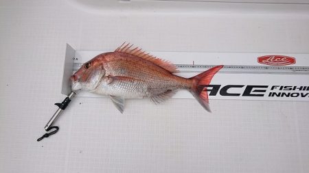 フィッシングボートACE(エース) 釣果