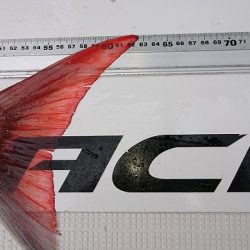 フィッシングボートACE(エース) 釣果