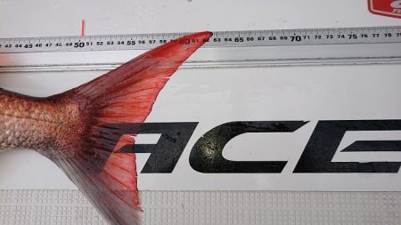 フィッシングボートACE(エース) 釣果