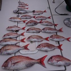 フィッシングボートACE(エース) 釣果