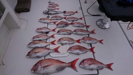 フィッシングボートACE(エース) 釣果