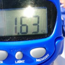 フィッシングボートACE(エース) 釣果