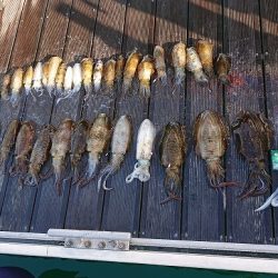 フィッシングボートACE(エース) 釣果