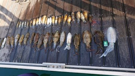 フィッシングボートACE(エース) 釣果