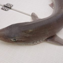 フィッシングボートACE（エース） 釣果