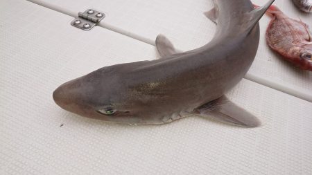 フィッシングボートACE（エース） 釣果