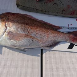 フィッシングボートACE(エース) 釣果