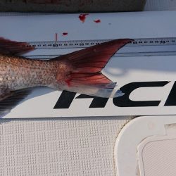 フィッシングボートACE(エース) 釣果