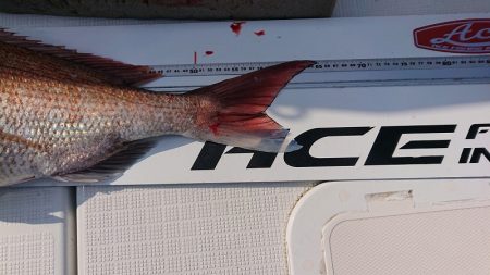 フィッシングボートACE(エース) 釣果