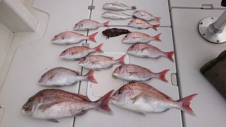 フィッシングボートACE(エース) 釣果