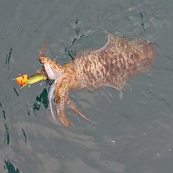 フィッシングボートACE（エース） 釣果