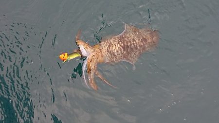 フィッシングボートACE（エース） 釣果