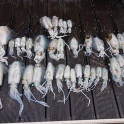 フィッシングボートACE（エース） 釣果