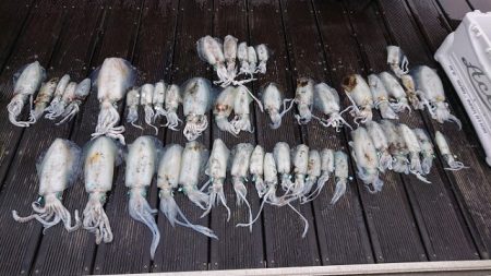 フィッシングボートACE（エース） 釣果