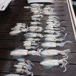 フィッシングボートACE（エース） 釣果