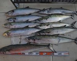 アジアマリンサービス 釣果