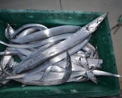 アジアマリンサービス 釣果