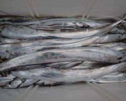 アジアマリンサービス 釣果