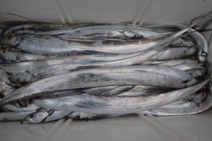 アジアマリンサービス 釣果