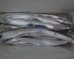 アジアマリンサービス 釣果