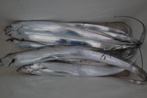 アジアマリンサービス 釣果